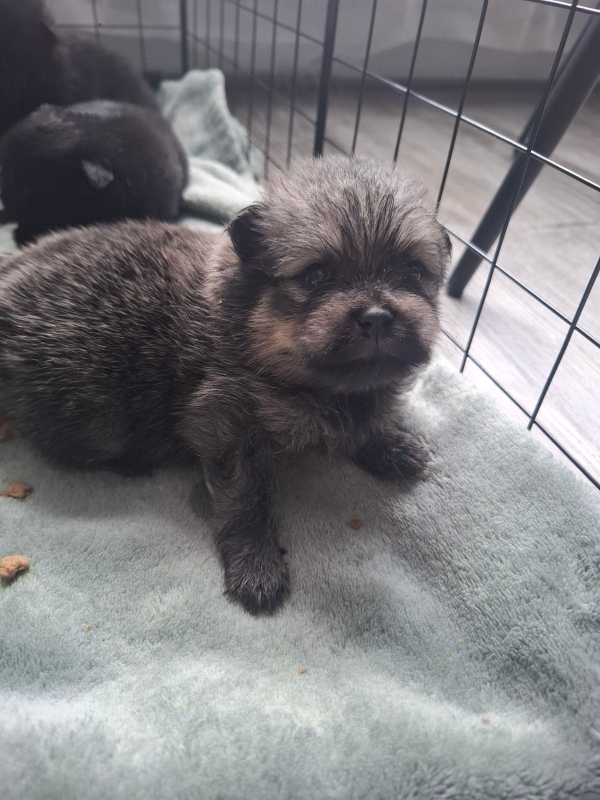 Pomperiaan pups nu 3 weken oud, 8 tot 15 weken, Meerdere, Meerdere dieren, Nederland
