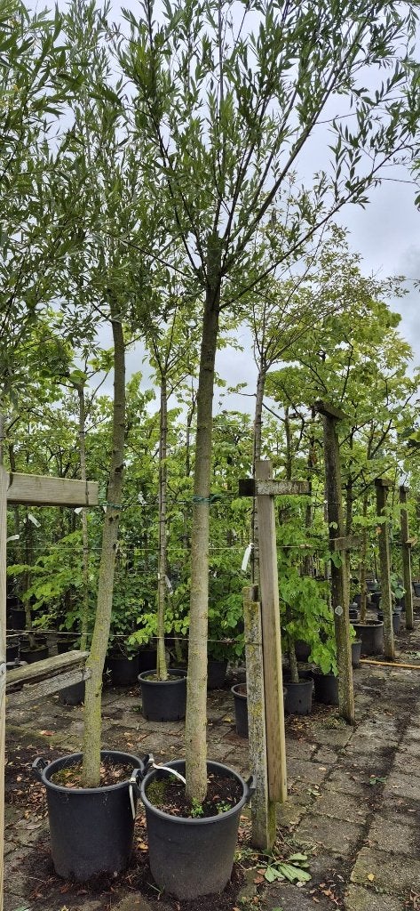 Te Koop KNOTWILGEN, Tuin en Terras, Planten | Bomen, Bloeit niet, Overige soorten, 100 tot 250 cm, Ophalen