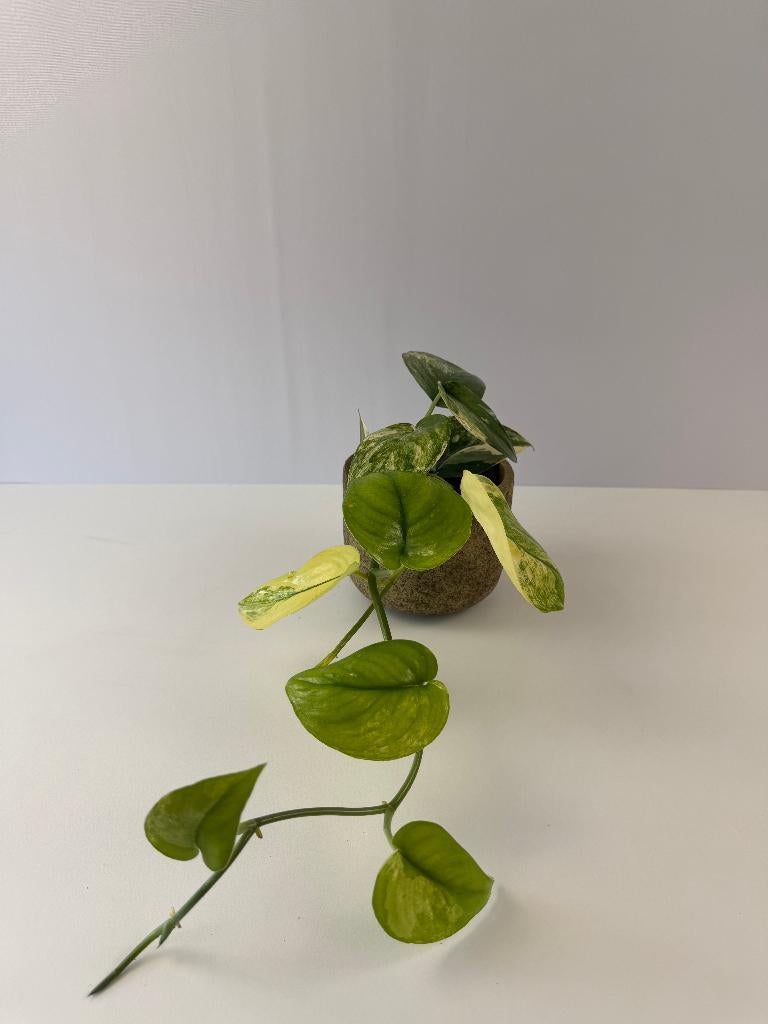 Scindapsus Jade Satin Var. p 12, Ophalen of Verzenden, Halfschaduw, Minder dan 100 cm