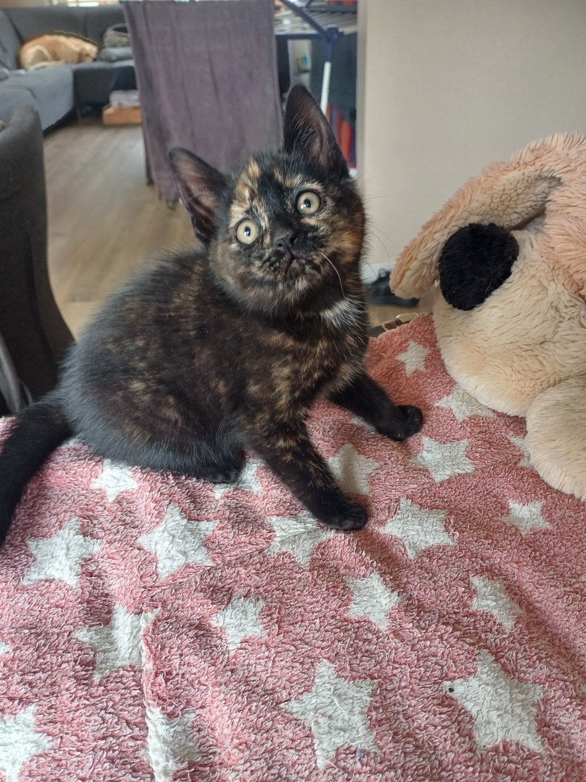 Prachtig kittens, Meerdere dieren, Kortharig, 0 tot 2 jaar