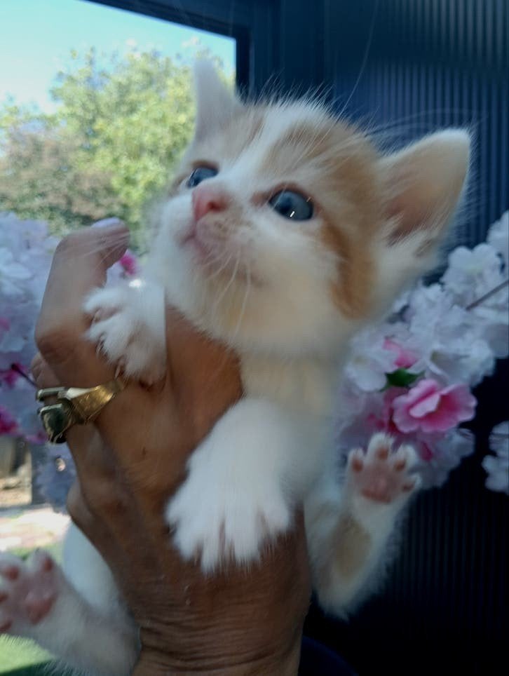 Prachtige Siberische Noorse bos kittens, Kater, Ontwormd, 0 tot 2 jaar