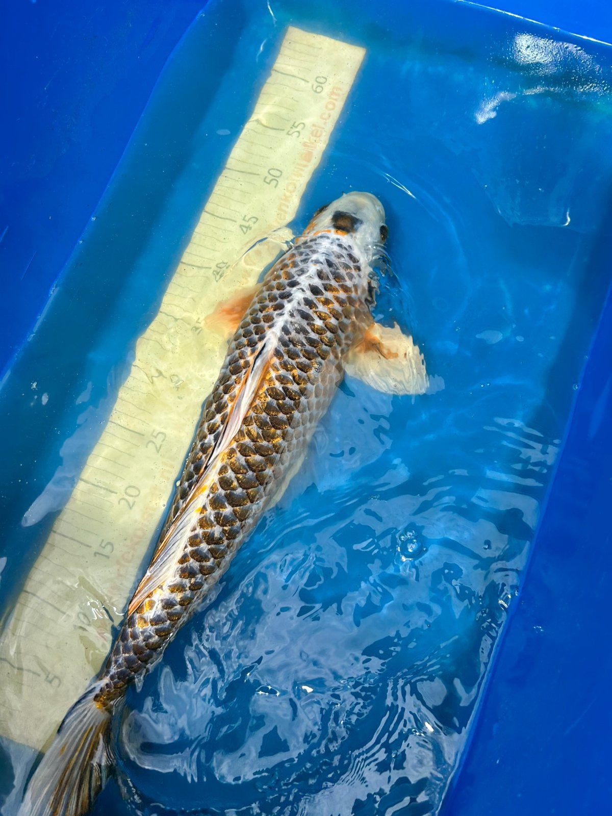 Kujaku koi 50cm, Dieren en Toebehoren, Vissen | Vijvervissen, Karper of Koi