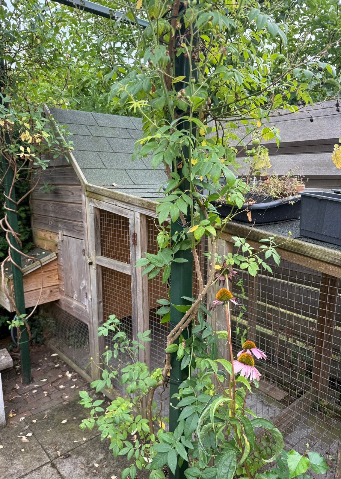 Te koop: Kippenhok met ren, Dieren en Toebehoren, Pluimvee | Toebehoren, Ophalen, Zo goed als nieuw, Kippenhok of Kippenren