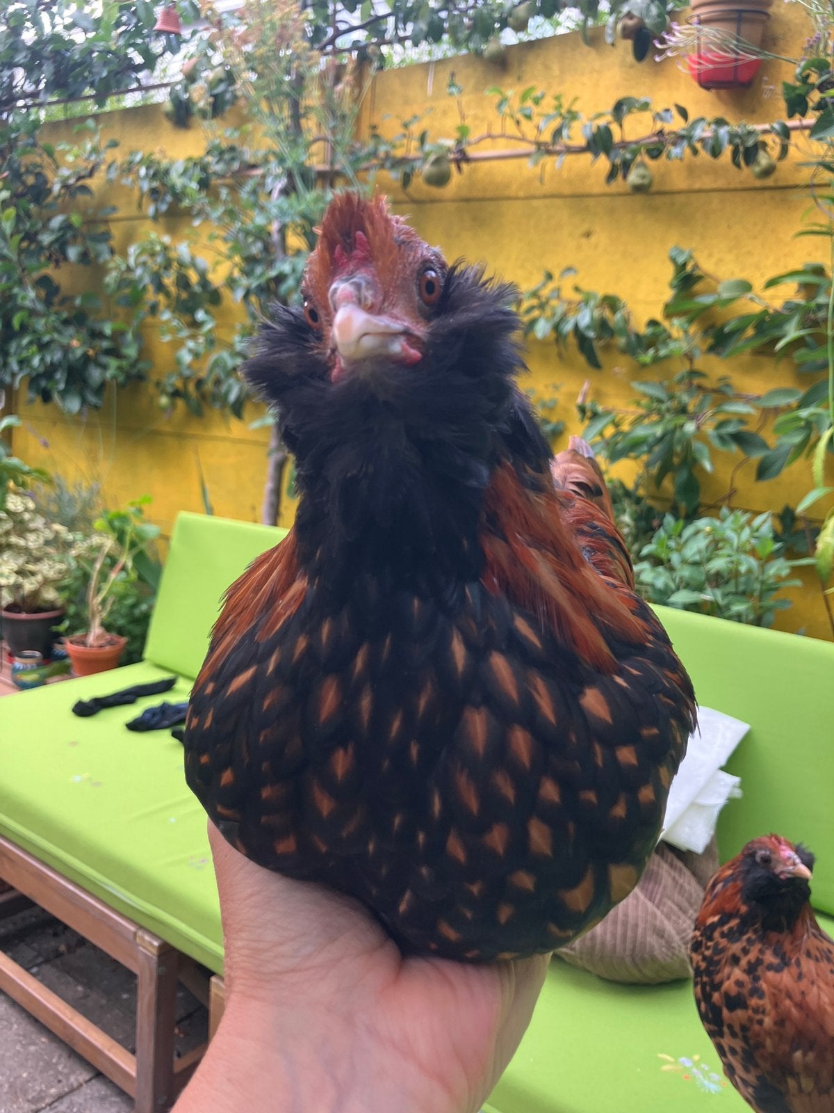 Jonge haan hollandse uilebaard, Mannelijk, Kip