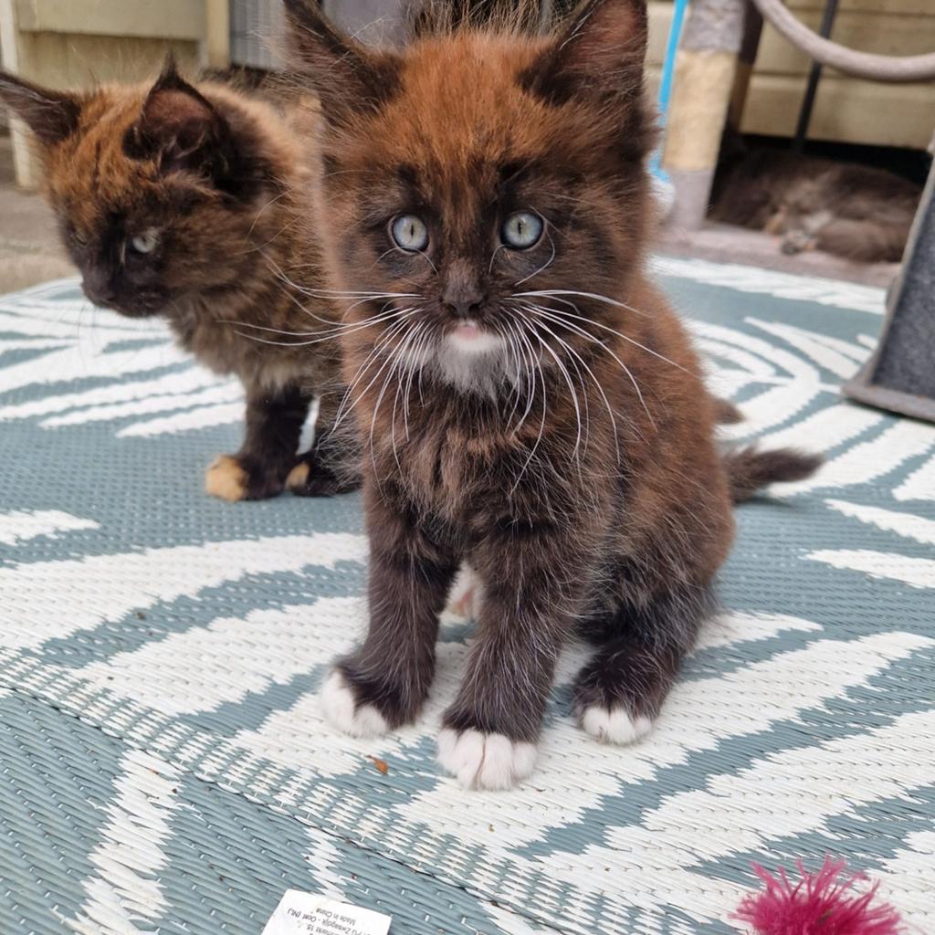 Maine coon kittens mogen verhuizen, Dieren en Toebehoren, Katten en Kittens | Raskatten | Langhaar, Meerdere dieren, Ontwormd