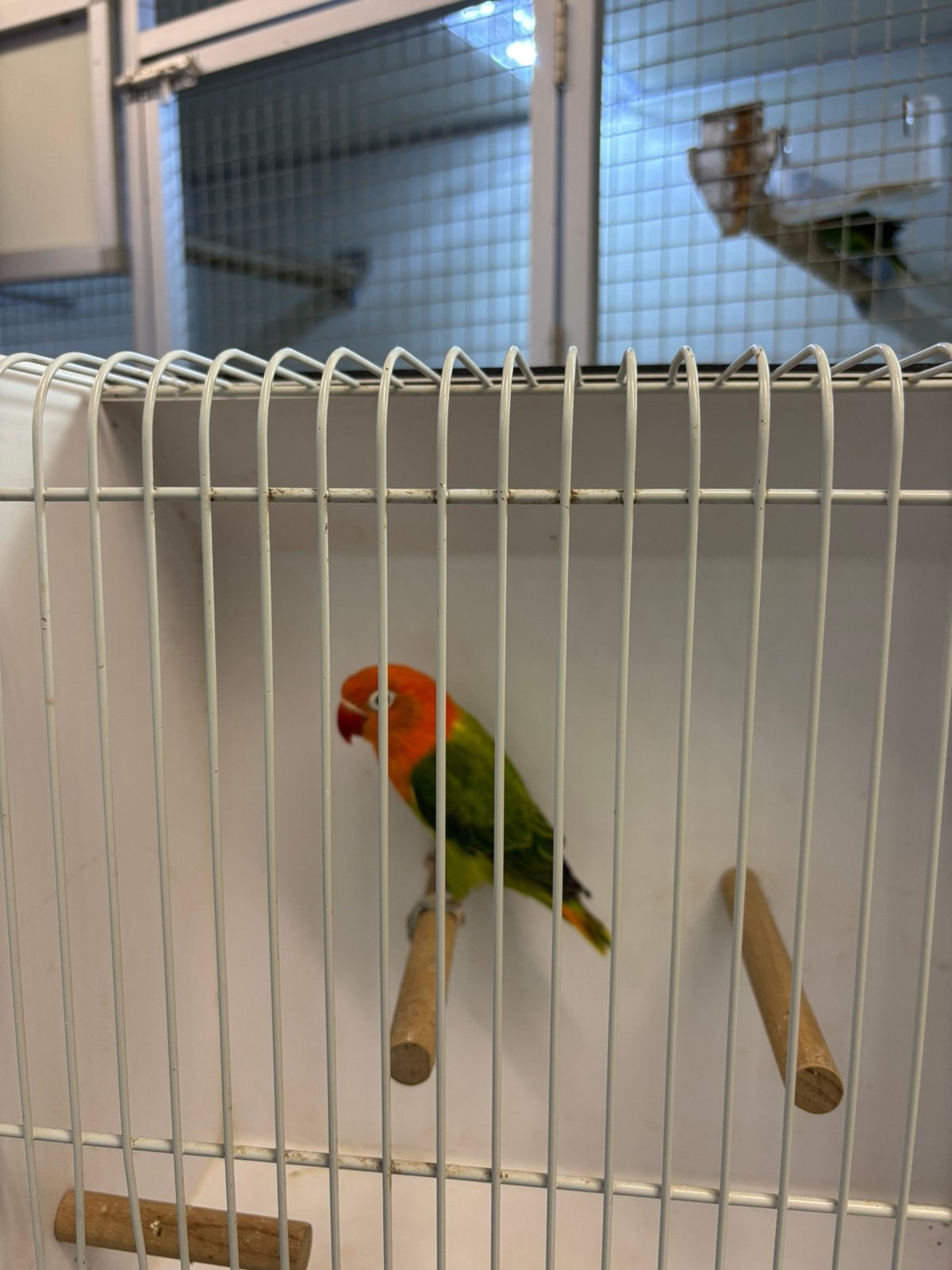 Lutino fischeri, Dieren en Toebehoren, Meerdere dieren, Dwergpapegaai of Agapornis
