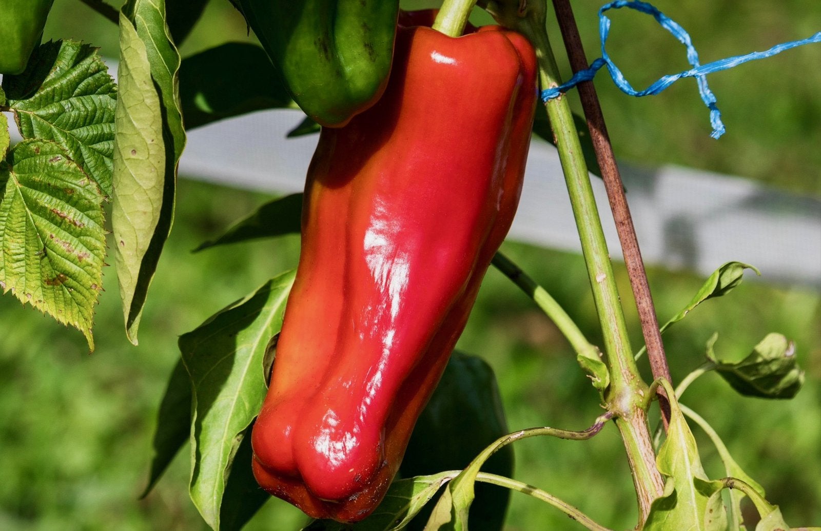 PAPRIKA Plantjes uit Biologische moestuin + PUNTPAPRIKA, Ophalen, Volle zon, Groenteplanten, Eenjarig