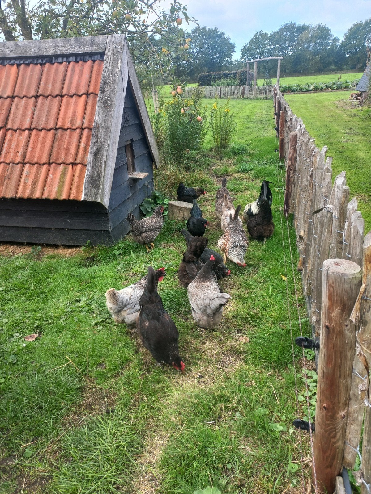 Hennen Araucana Marans Blue de landes, Dieren en Toebehoren, Vrouwelijk, Kip