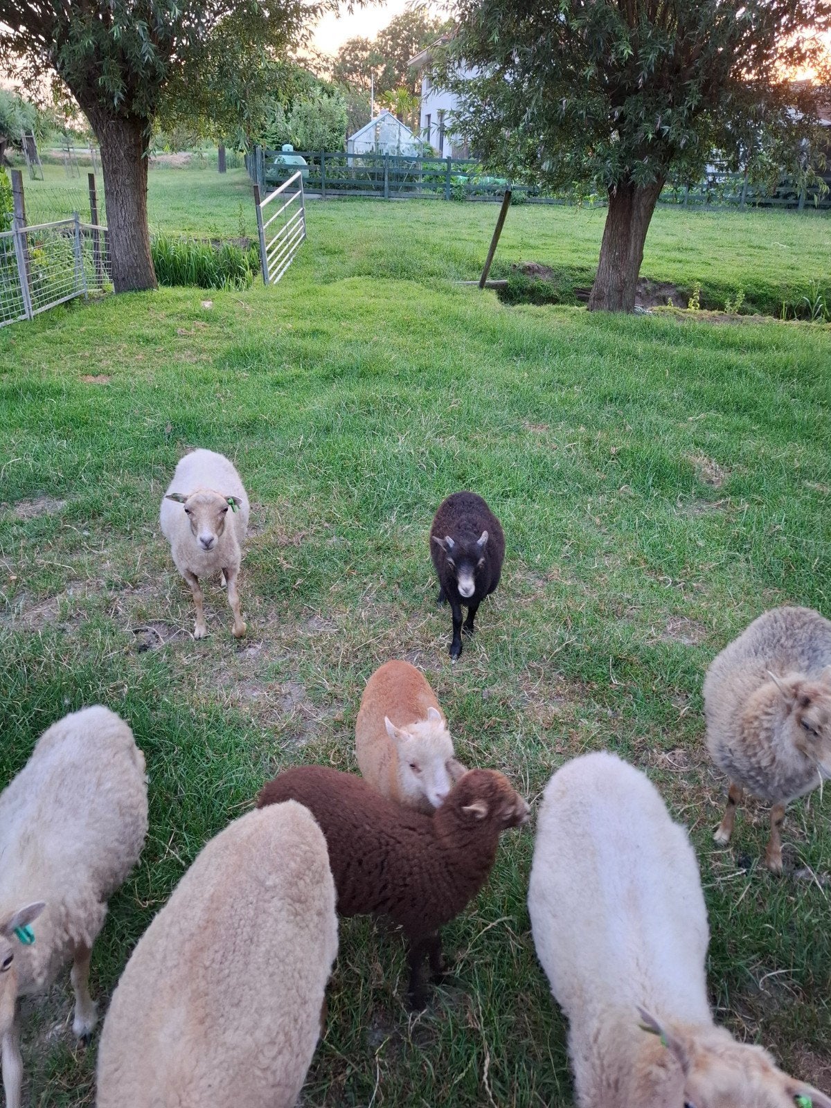 Diversen ooi- en ramlammeren ouessant