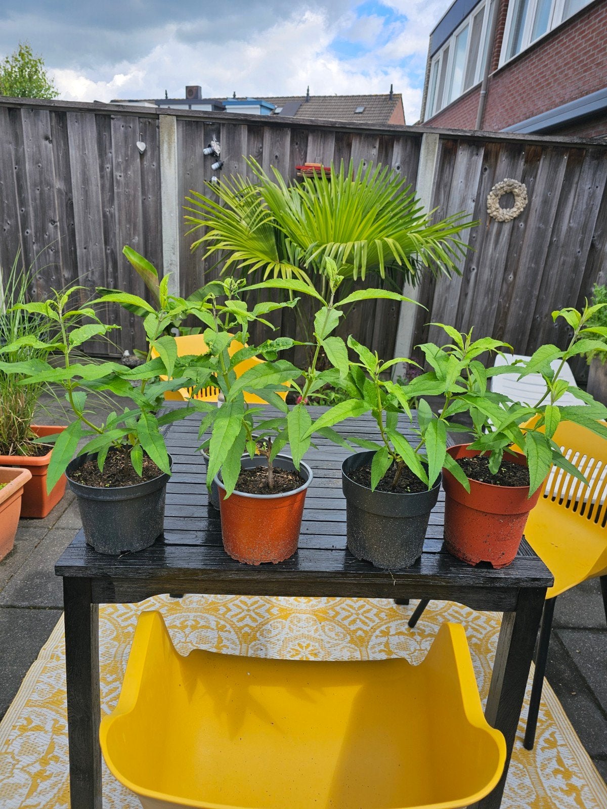 Wit bloeiende vlinderstruiken en meer 4.95 pst, Tuin en Terras, Planten | Tuinplanten, Ophalen, Vaste plant, Overige soorten, Volle zon
