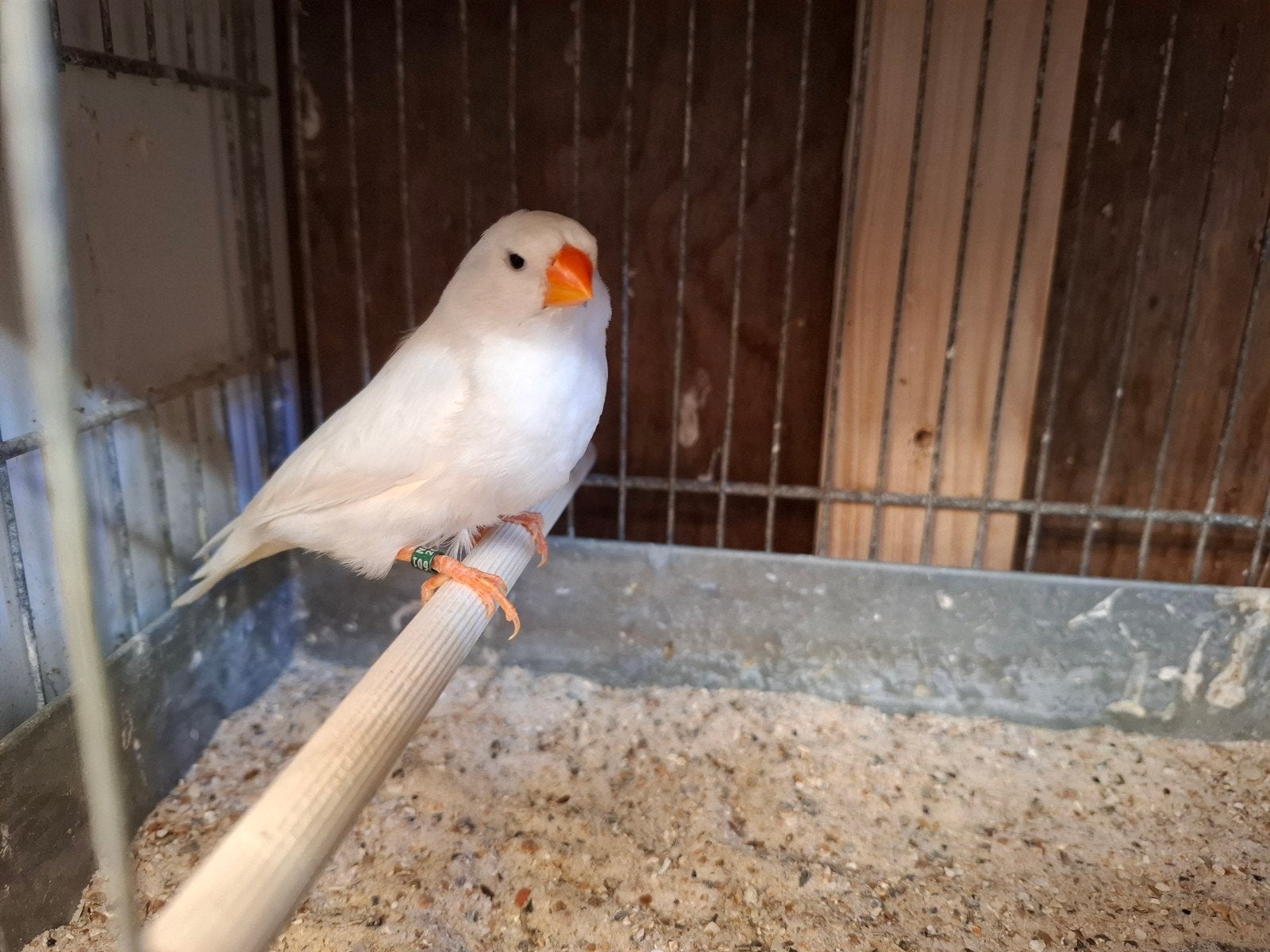 Witte zebravink pop .eind 2025, Vrouwelijk, Tropenvogel, Geringd