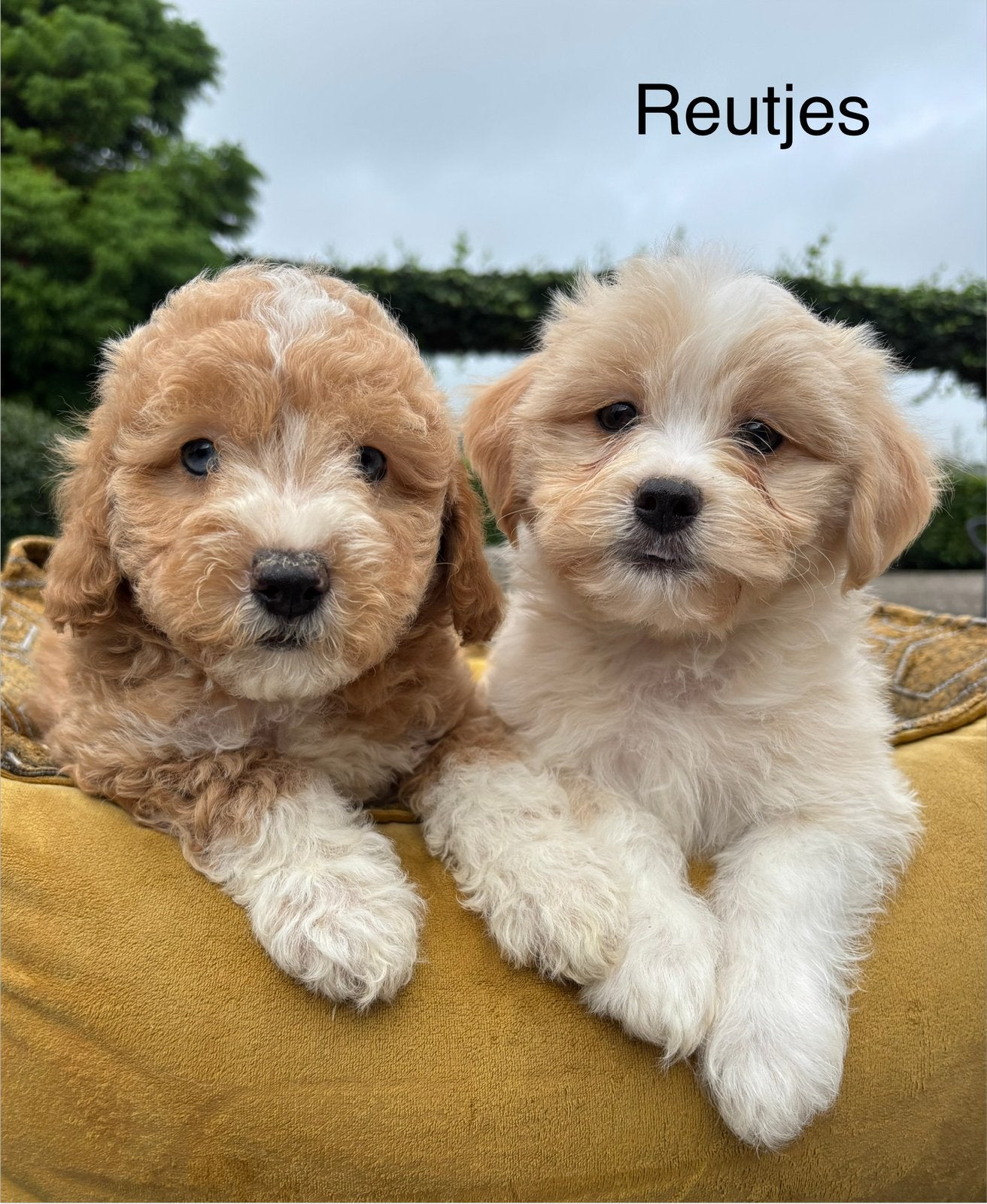 Boomer x Labradoodle mini pups, Nederland, Overige rassen, 8 tot 15 weken, Meerdere