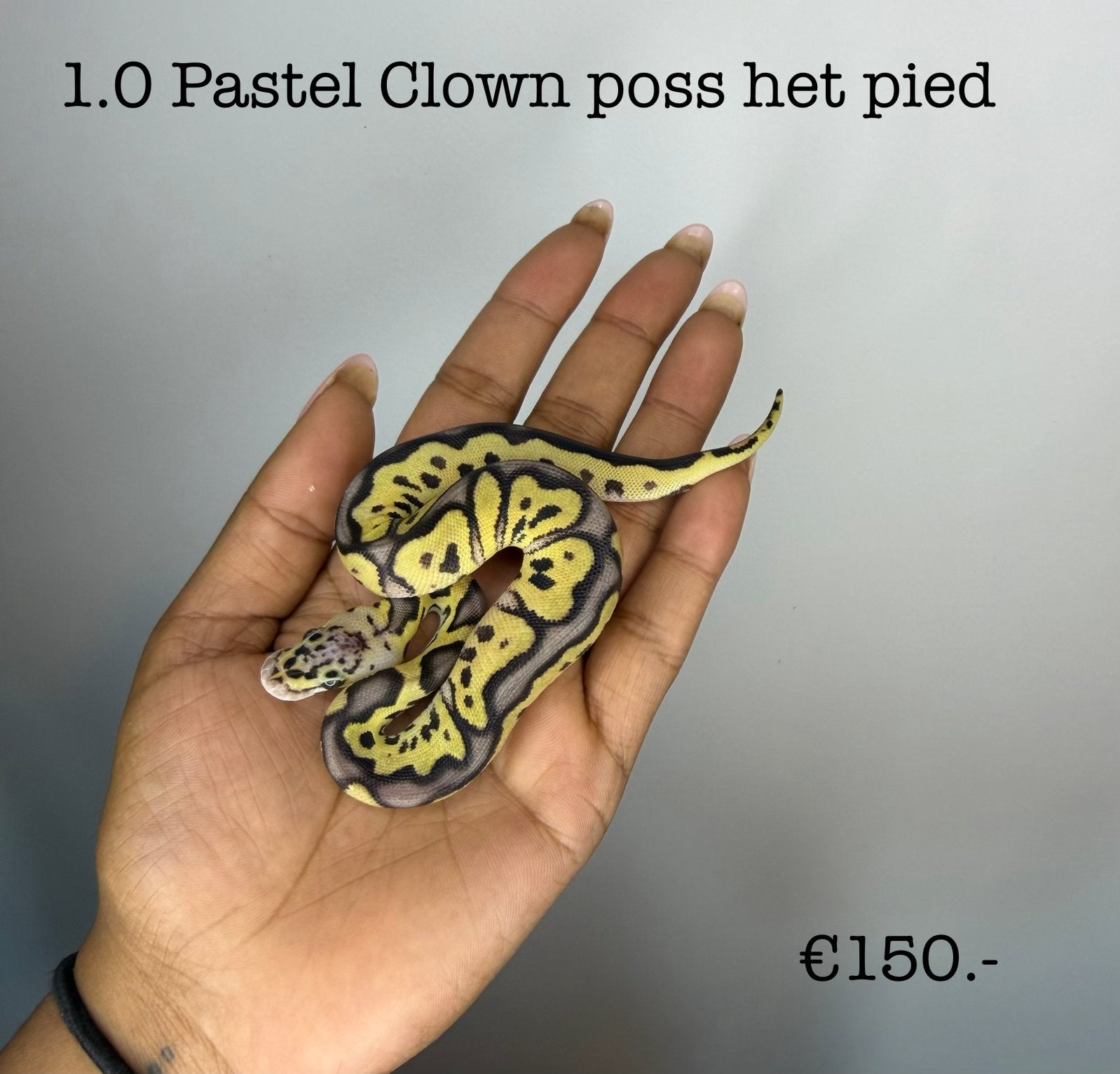 1.0 Pastel Clown poss het pied NK26, Dieren en Toebehoren, Reptielen en Amfibieën, Slang, 0 tot 2 jaar