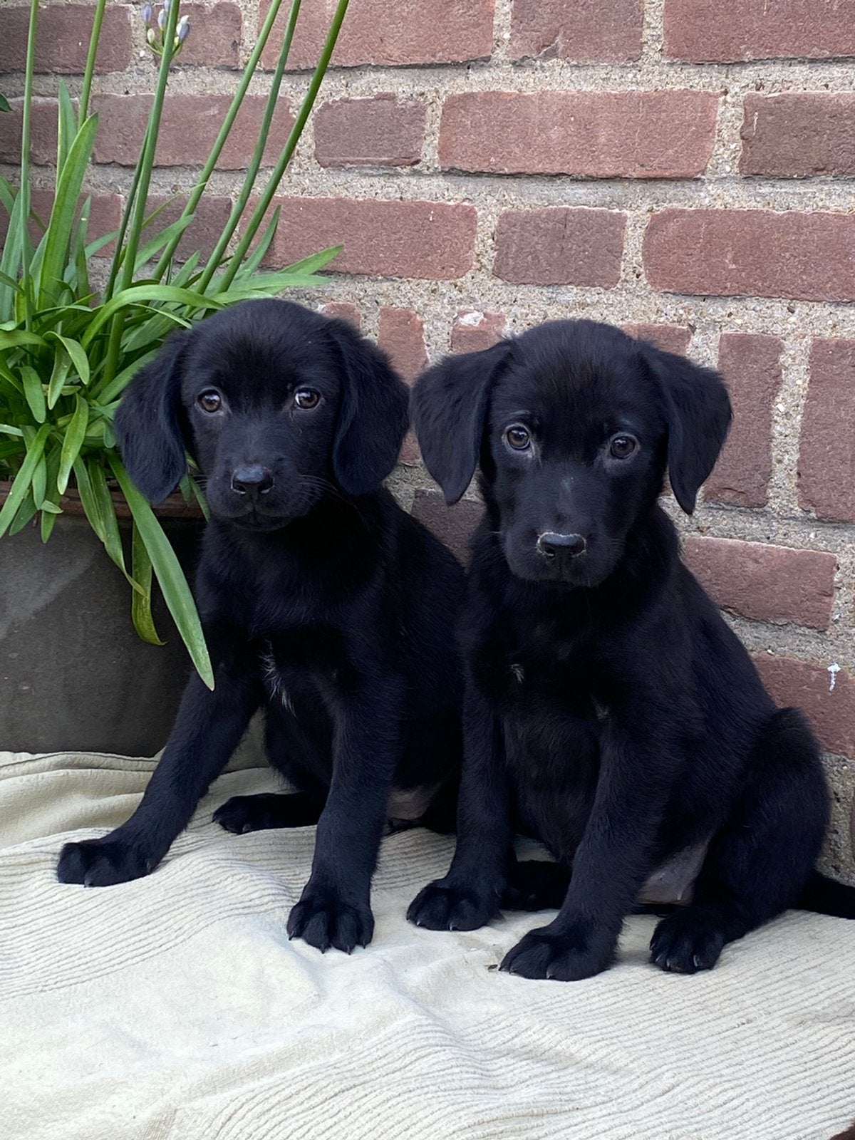 Hele mooie LABRADOR x FRIESE DRABIJ pups, Parvo, Nederland, 8 tot 15 weken, Meerdere