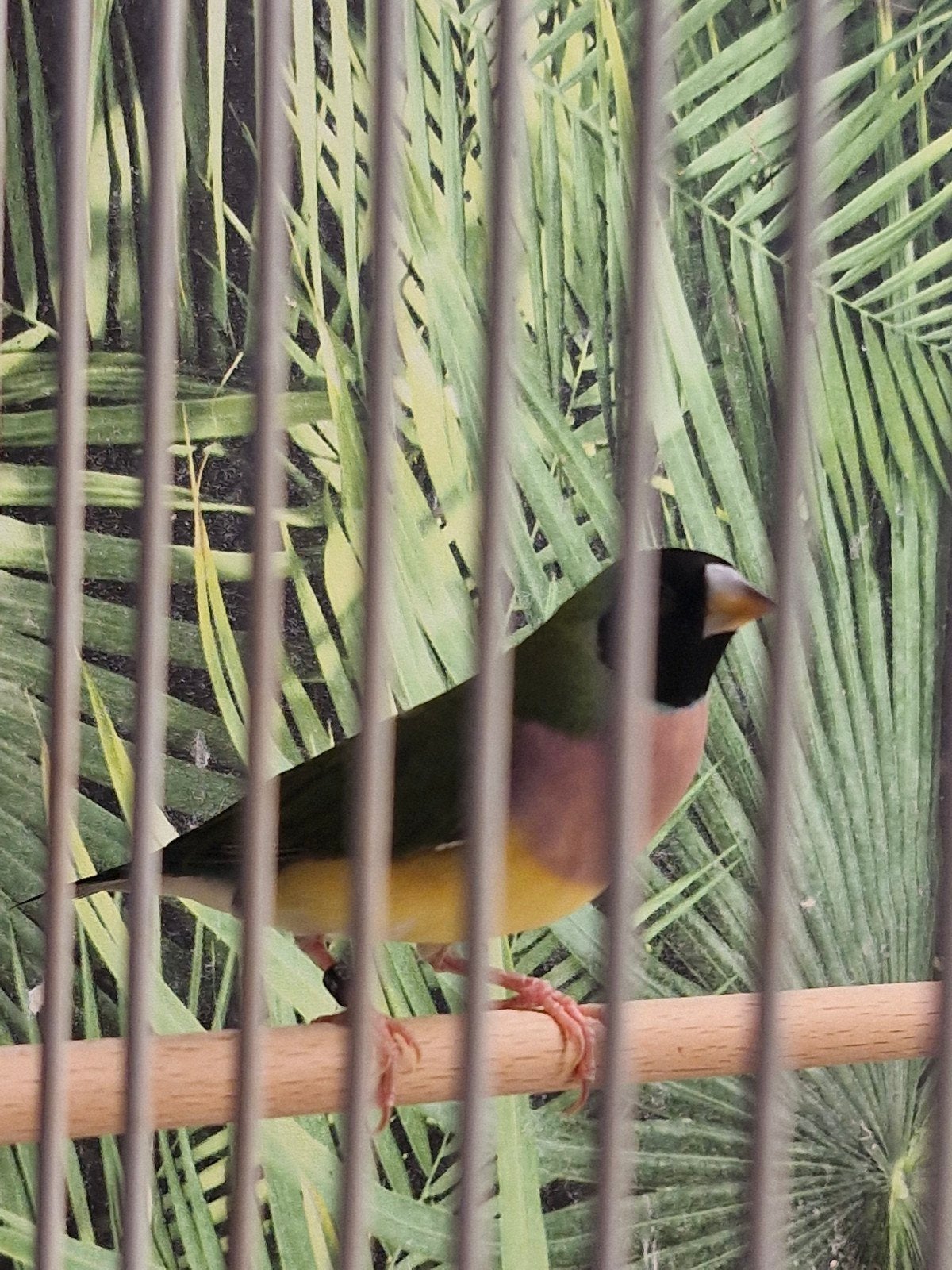 gouldamadines, Dieren en Toebehoren, Meerdere dieren