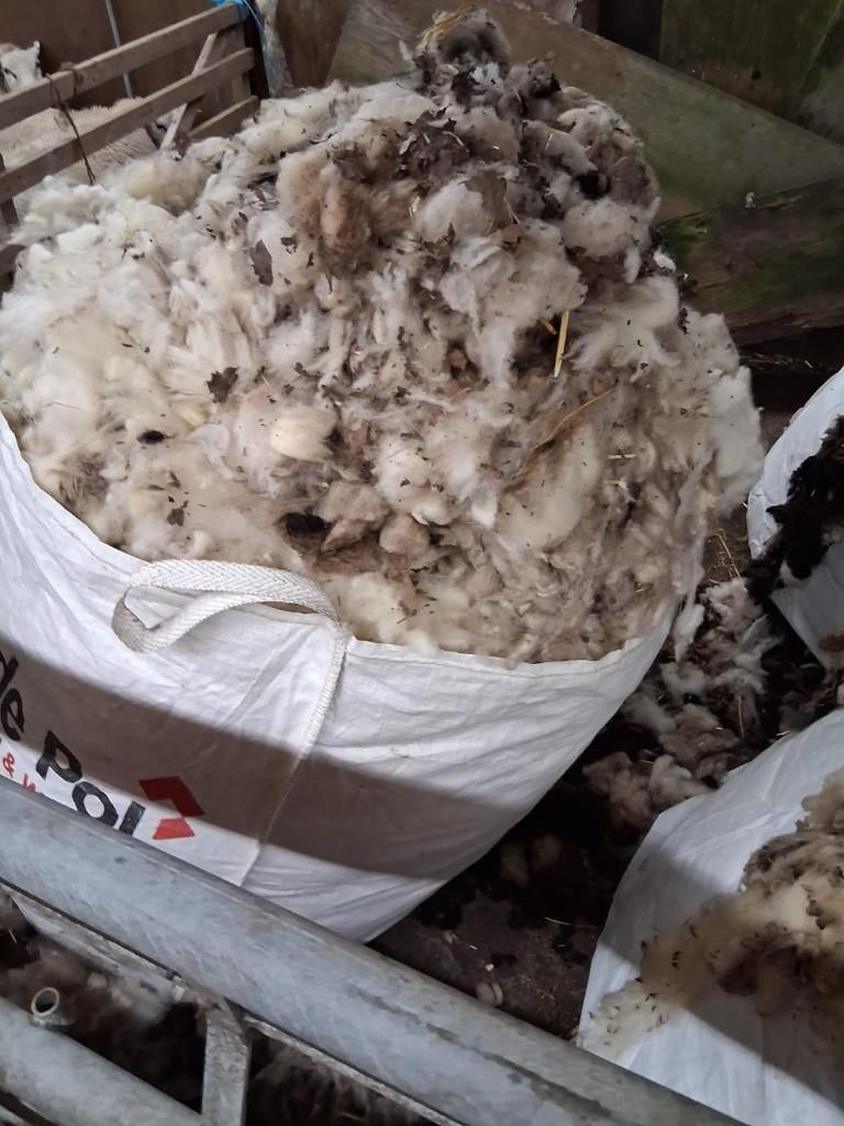 Schapenwol, Vrouwelijk, Schaap