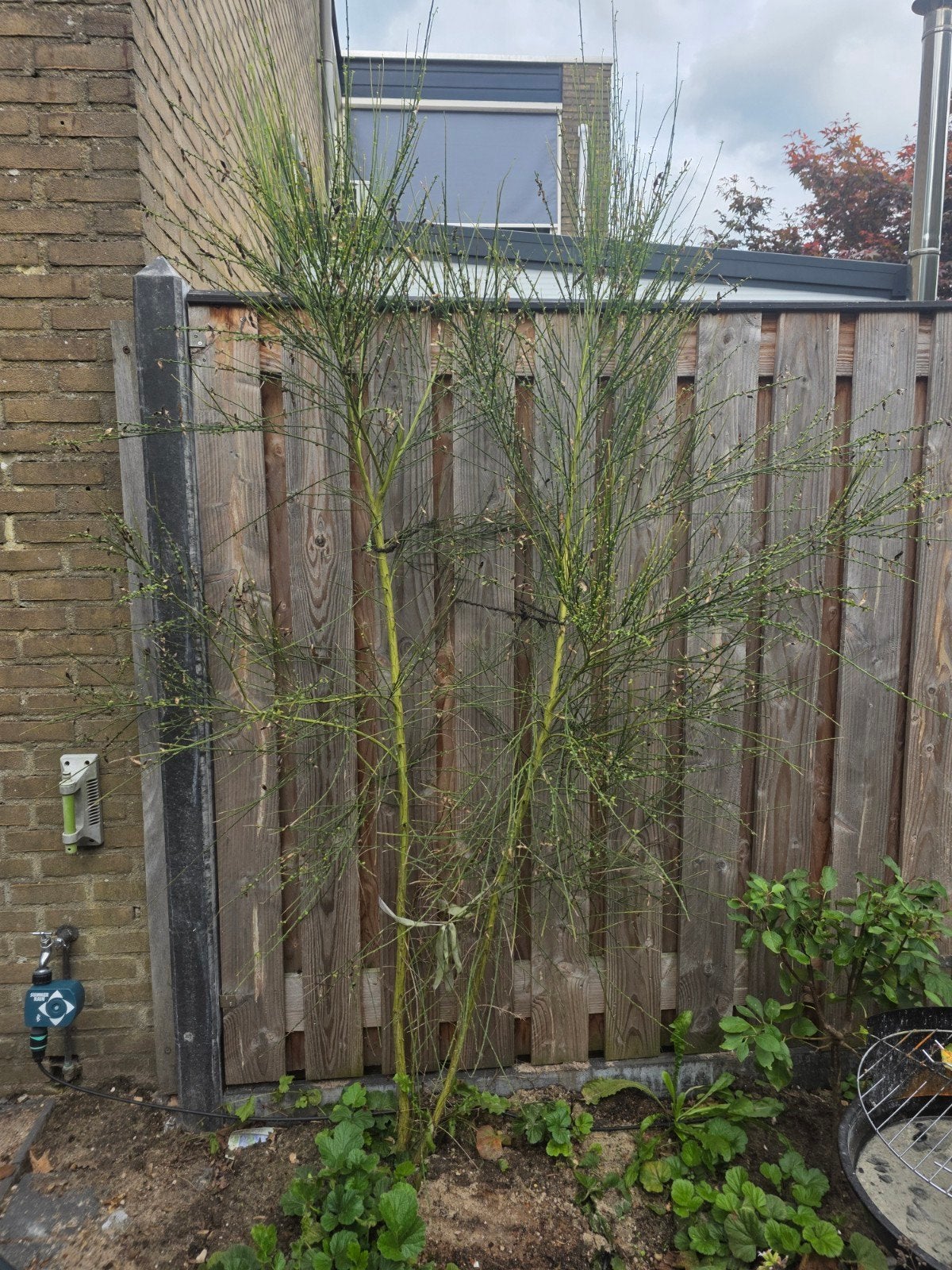 Rode met gele brem, 2 meter hoog, Tuin en Terras, Volle zon, Vaste plant, Lente, Ophalen