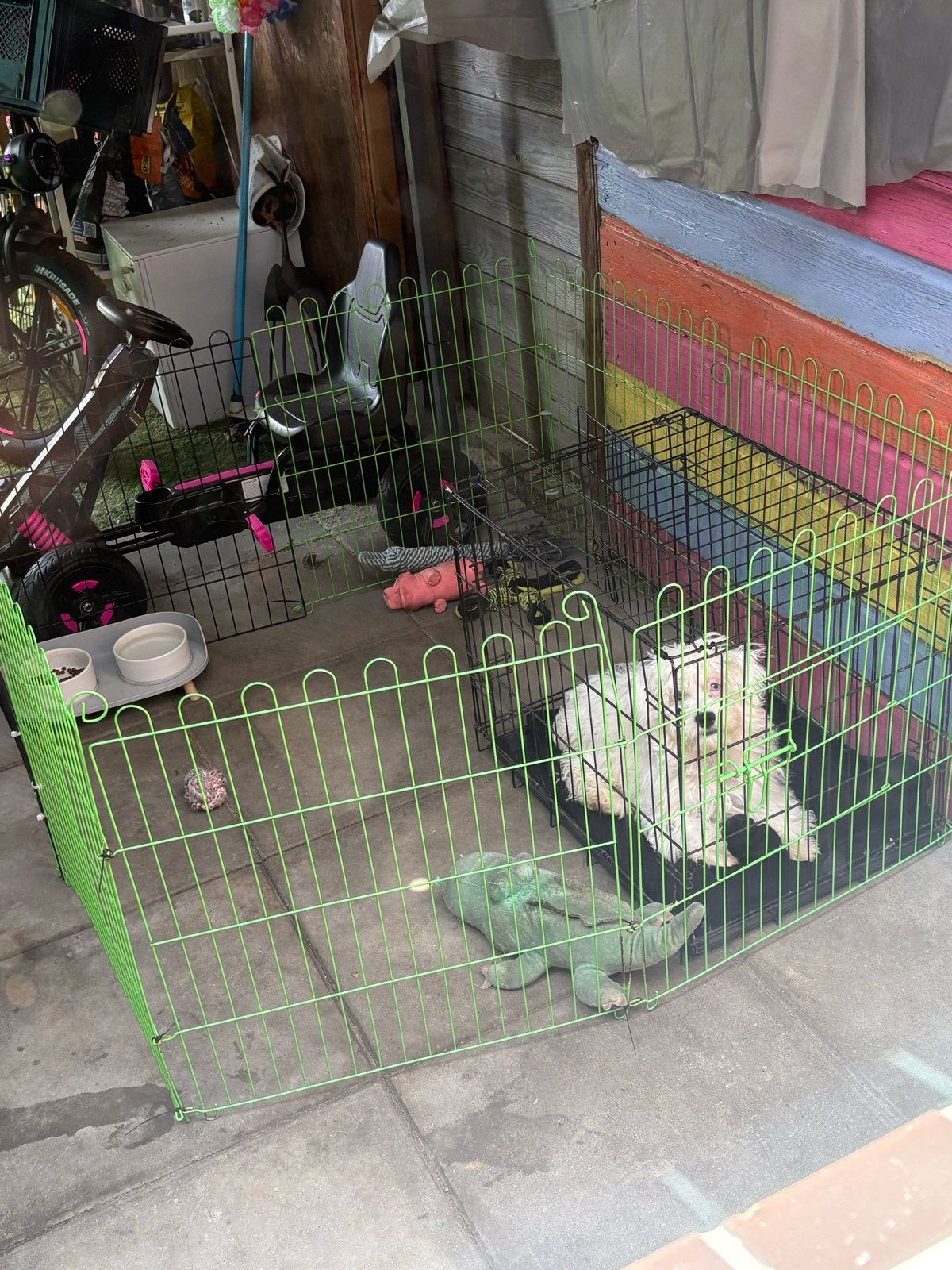 Maltezer puppy 6 maand, Dieren en Toebehoren, Maltezer, 15 weken tot 1 jaar, Reu, CDV (hondenziekte)