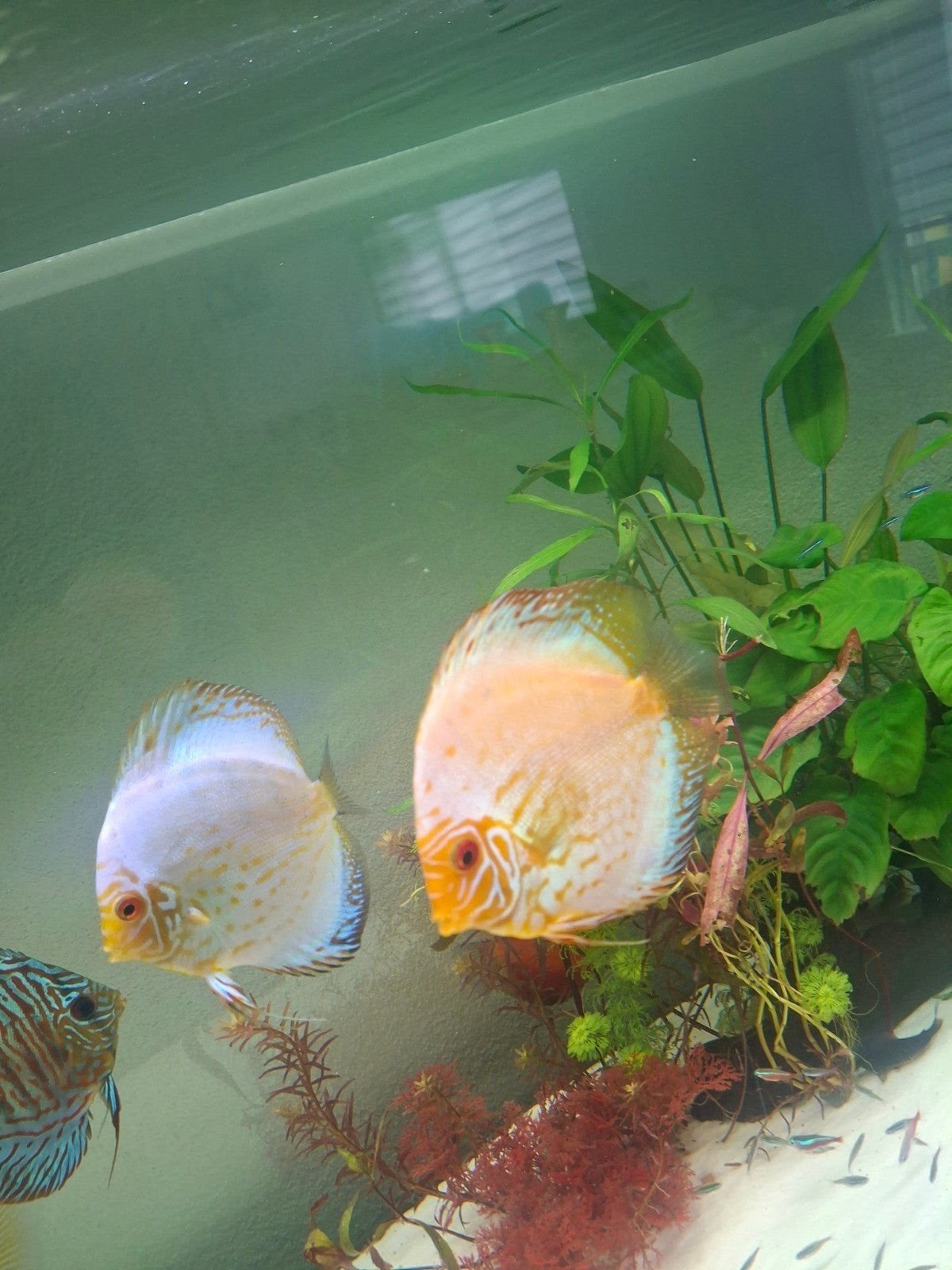 Discus vis vissen white buttetfly 2 stuks., Dieren en Toebehoren, Vis