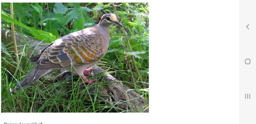 Kweekkoppel en koppels Bronsvleugel en Groenvleugel duiven, Dieren en Toebehoren, Vogels | Duiven, Meerdere dieren, Overige soorten