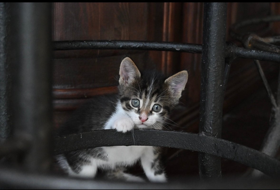 Super lieve kittens van zorgboerderij