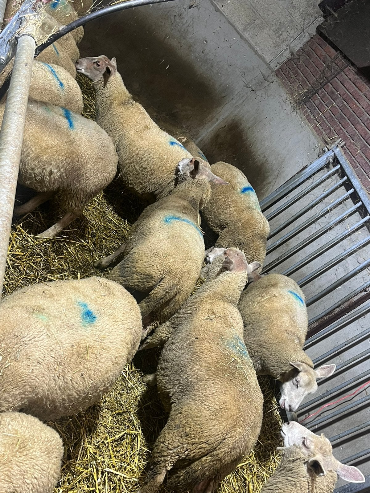 Ooi lammeren, Vrouwelijk, Schaap