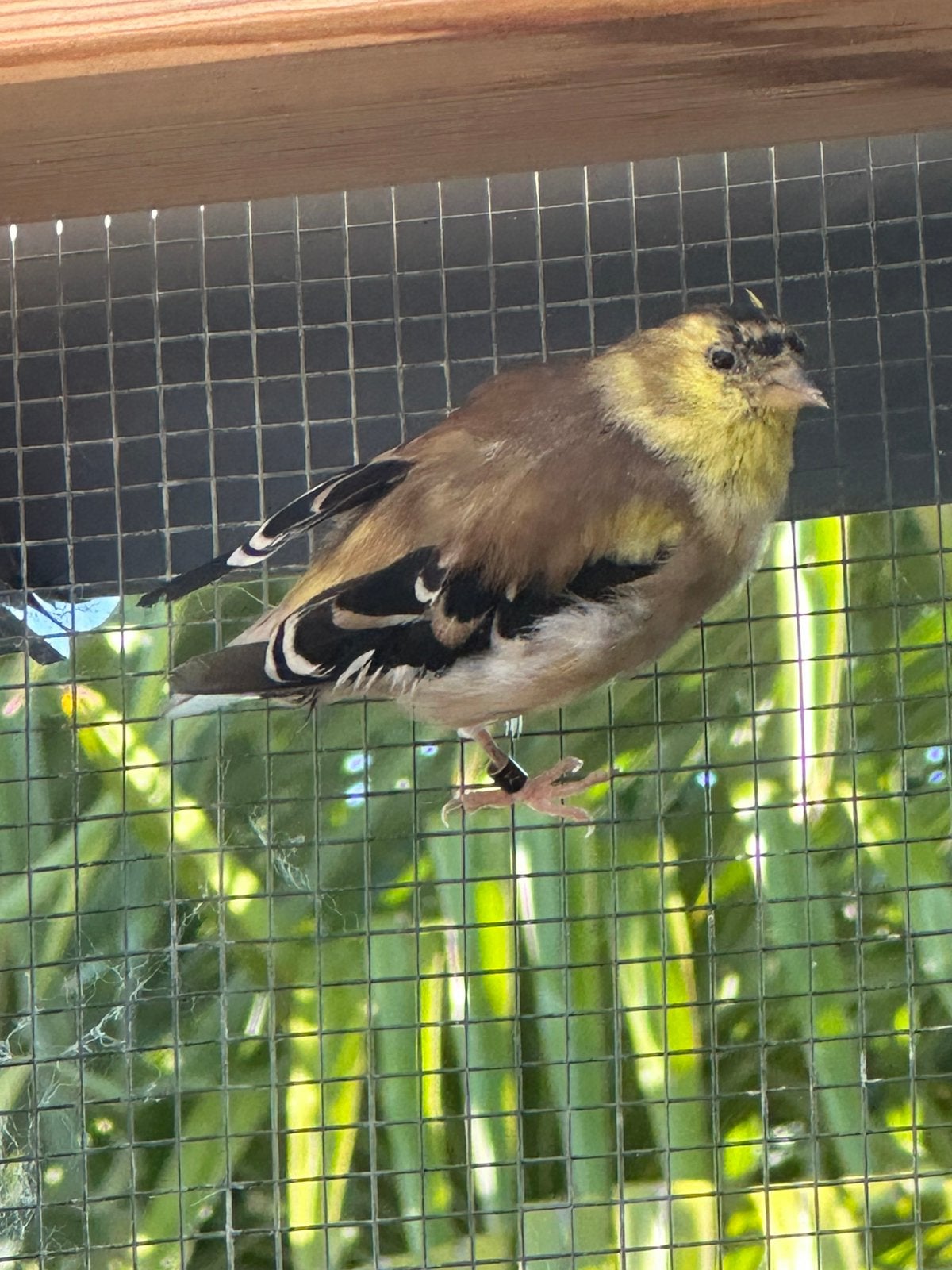 Treursijs man, Mannelijk, Wildzangvogel, Geringd