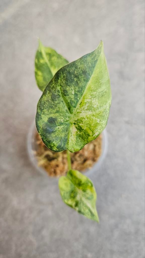Alocasia Regal Shield Aurea/Gold Variegata, Huis en Inrichting, Kamerplanten, Minder dan 100 cm, Halfschaduw, Ophalen of Verzenden