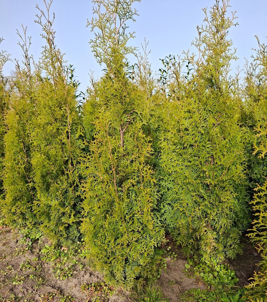 Vanaf 20 september: Thuja King of Brabant 160/180 coniferen, Ophalen, Conifeer, Haag, 100 tot 250 cm
