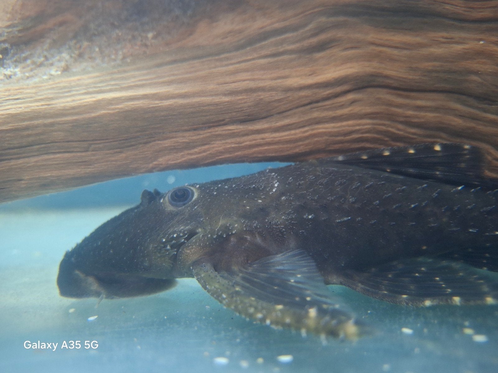 L155 adonis pleco, Dieren en Toebehoren, Vis