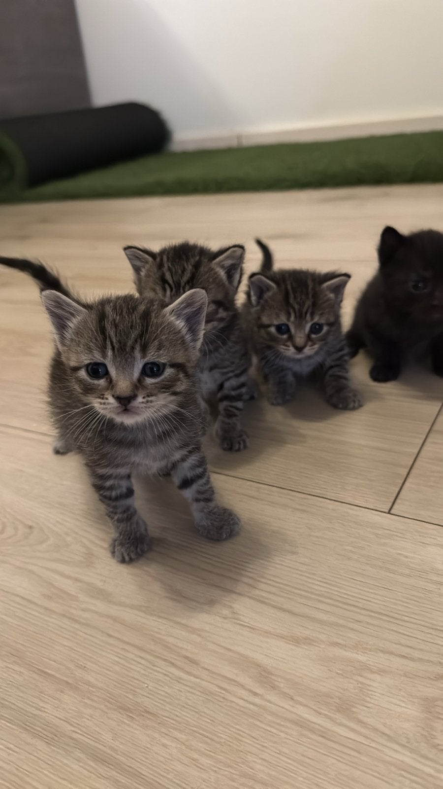 Kittens Britse korthaar, Dieren en Toebehoren, Katten en Kittens | Overige Katten, Meerdere dieren, Kortharig, 0 tot 2 jaar