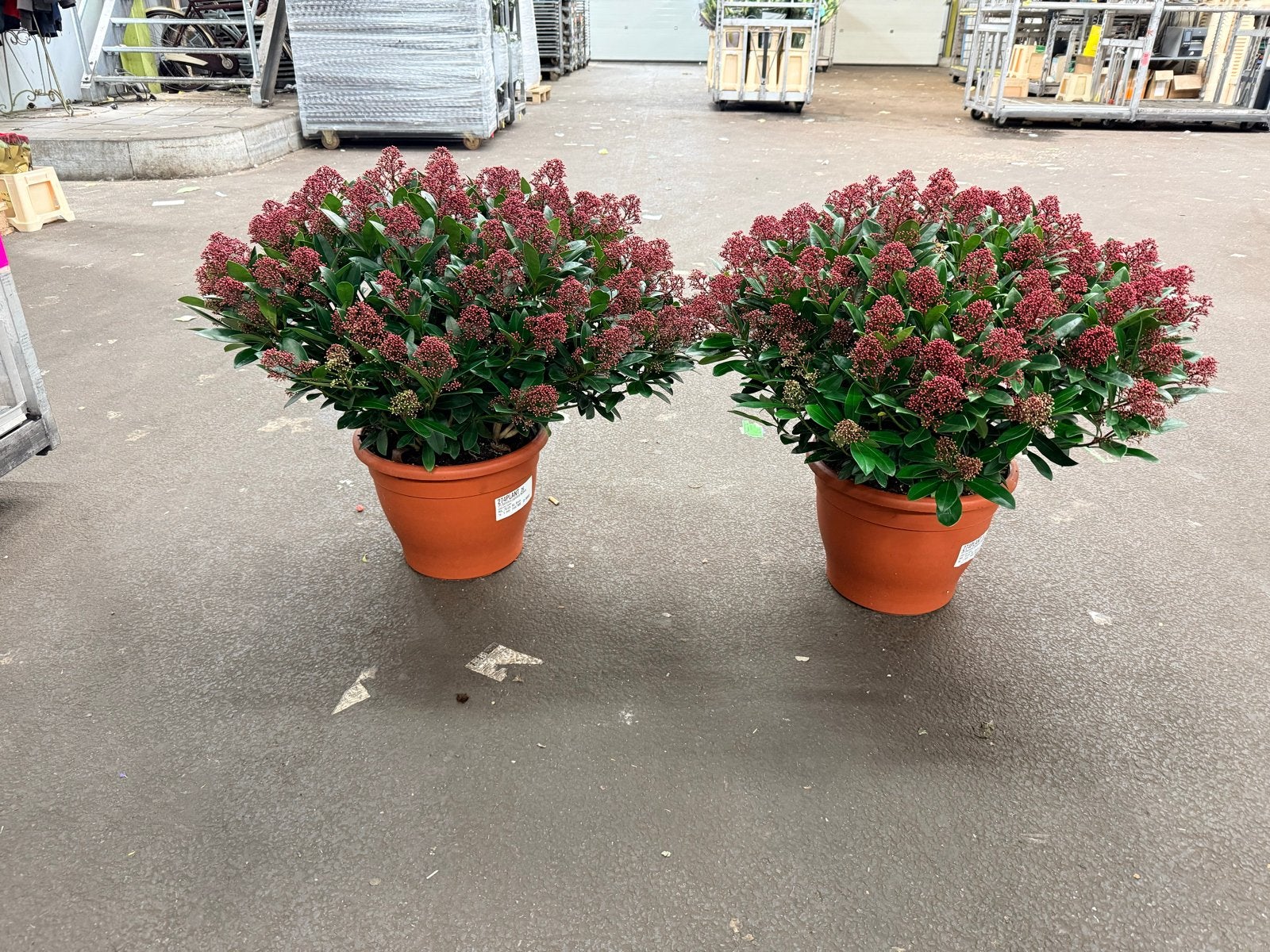 XXL Skimmia Plant - Potmaat 35cm, Hoogte 70cm, Ophalen, Vaste plant