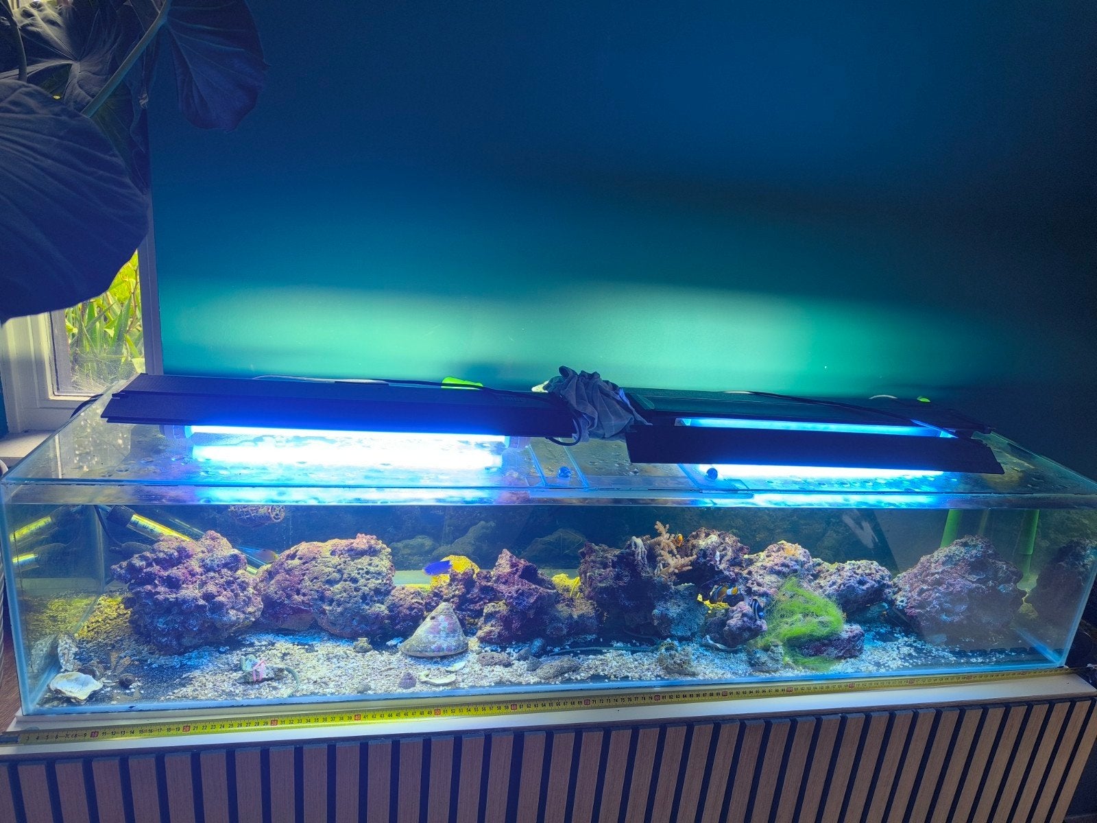 zee aquarium / Steen /visen, Dieren en Toebehoren, Vissen | Aquaria en Toebehoren, Ophalen
