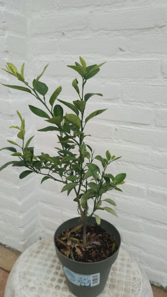 Mandarijn   Plant, Tuin en Terras, Overige soorten, Minder dan 100 cm, Zomer, Ophalen