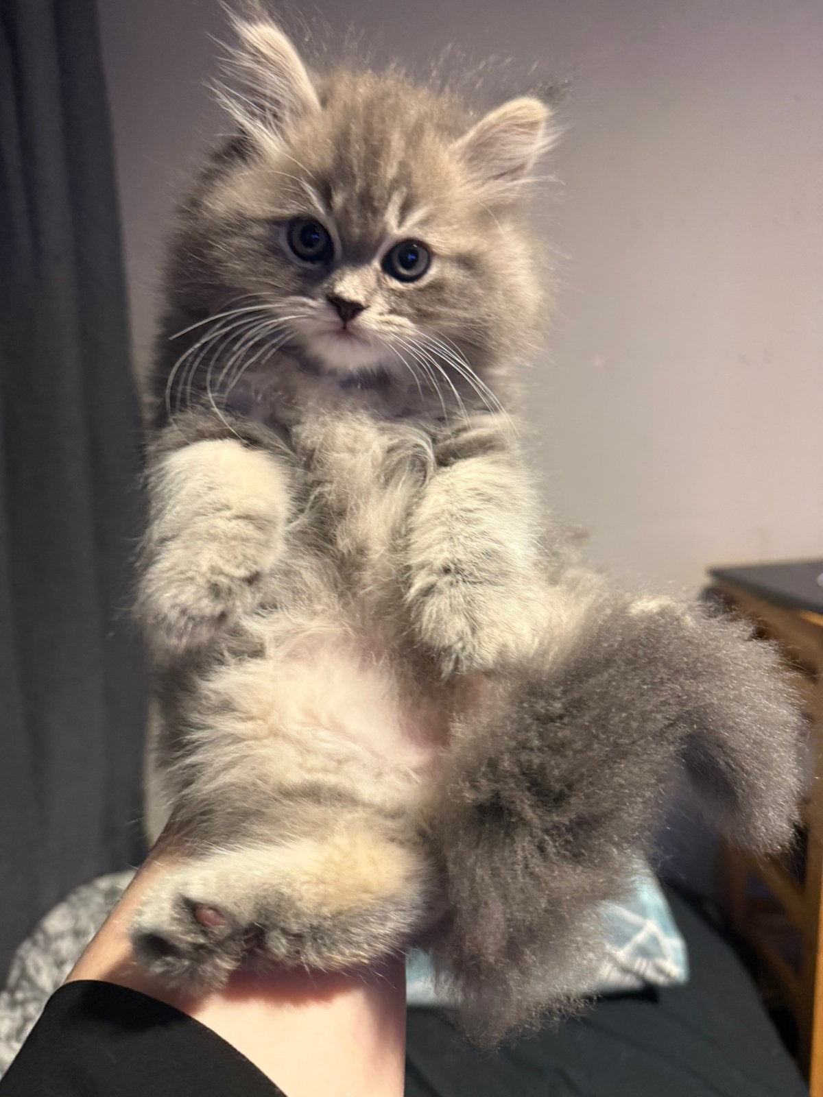 Ragdoll kittens te koop 600, Meerdere dieren