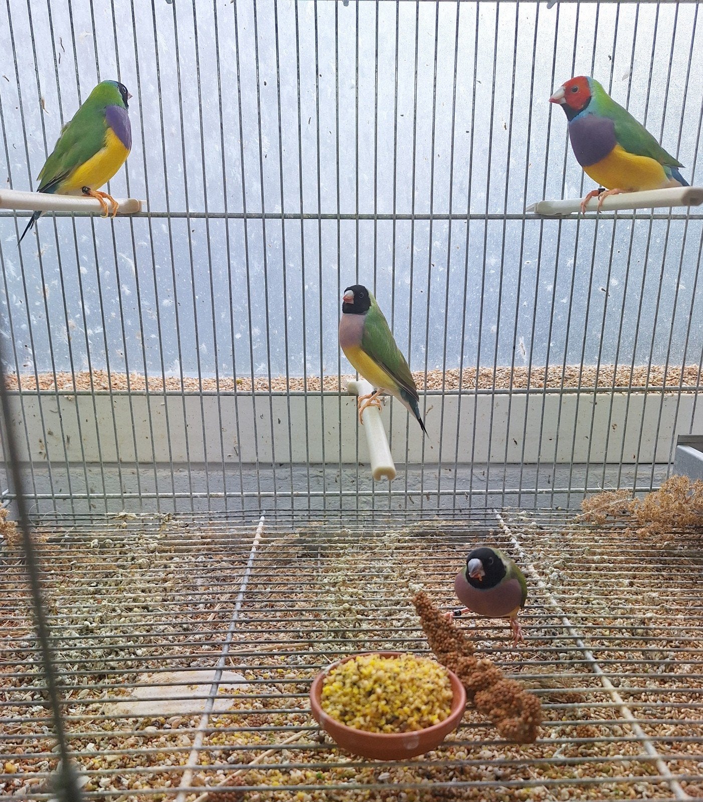 gouldamadines, Dieren en Toebehoren, Meerdere dieren, Tropenvogel, Geringd