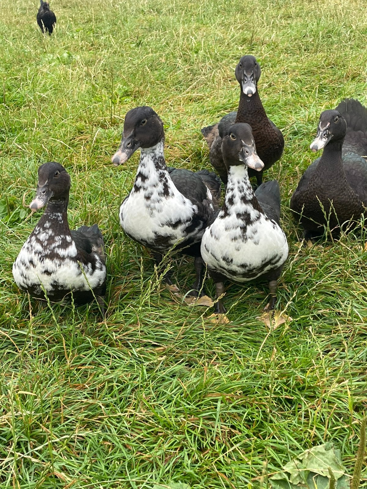 Muskus eenden, Dieren en Toebehoren, Pluimvee, Eend, Meerdere dieren