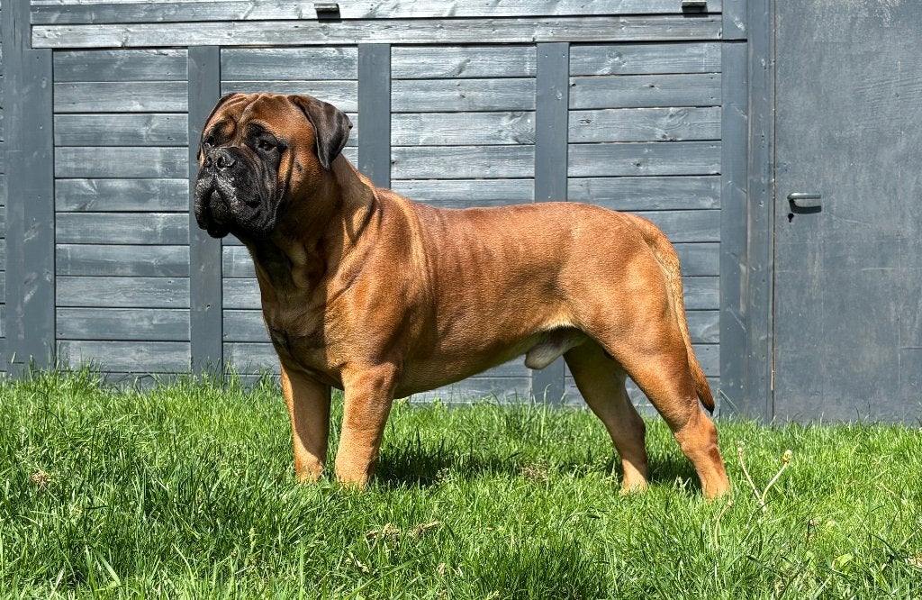 Bullmastiff Dekreu ( Bull mastiff), Reu, 1 tot 2 jaar, Parvo, Bulldog