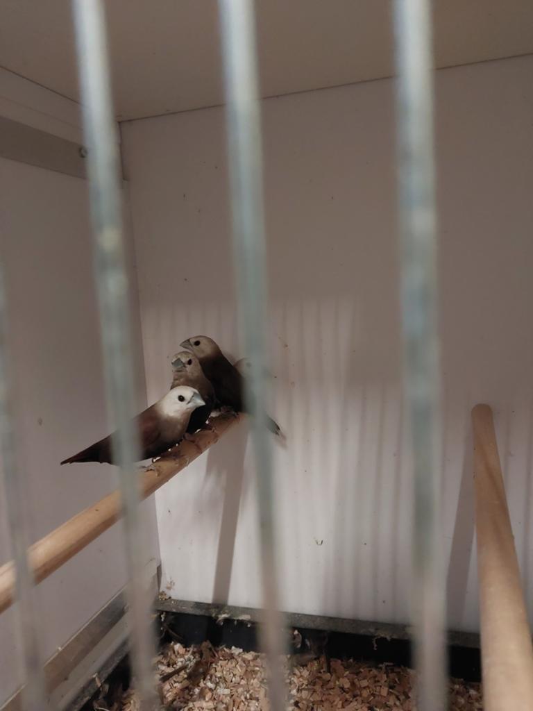 4 witkopnonnen, Dieren en Toebehoren, Vogels | Overige Vogels, Mannelijk