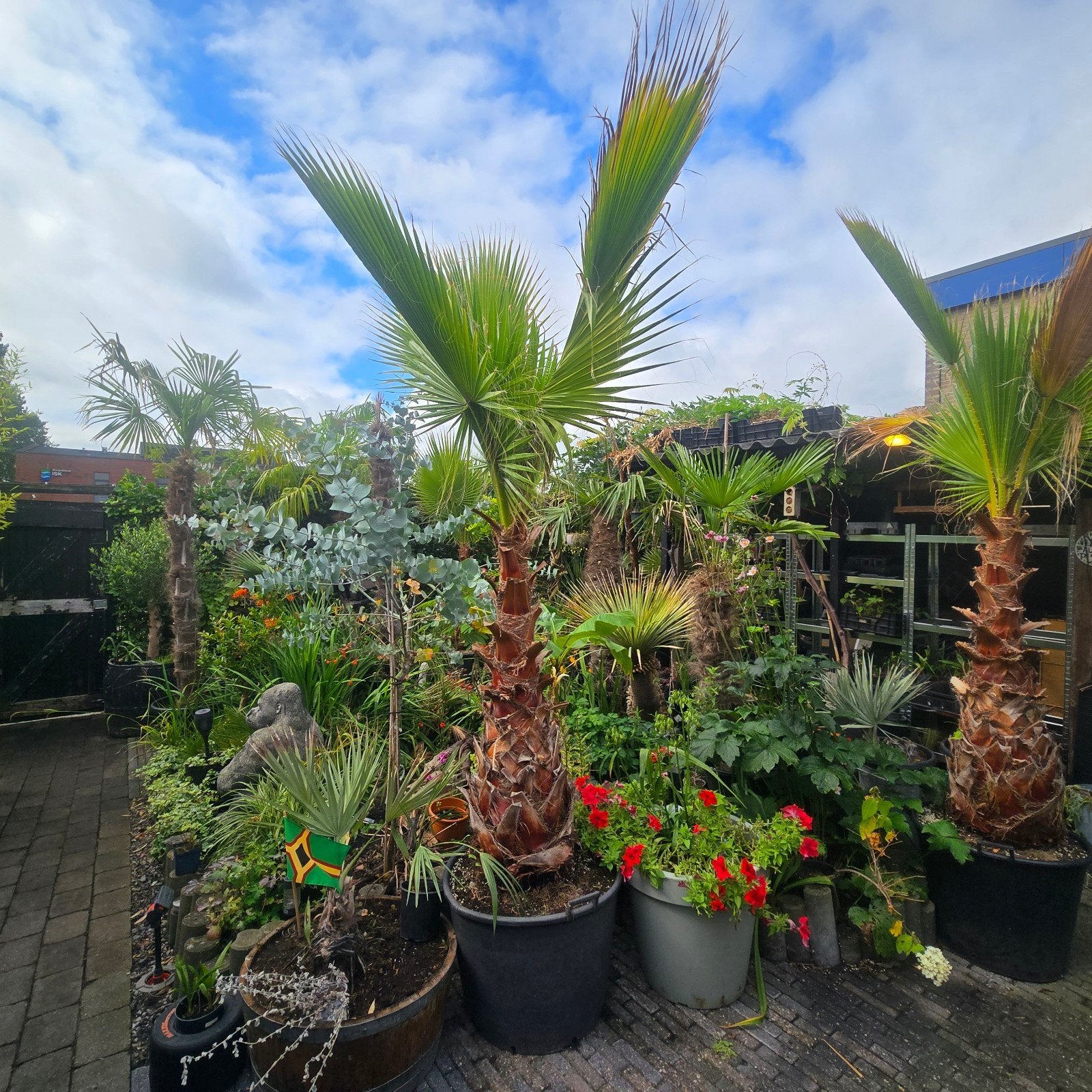 Xxl Palmboom Washingtonia Robusta, Tuin en Terras, Planten | Bomen, 100 tot 250 cm, Zomer, Palmboom, Ophalen