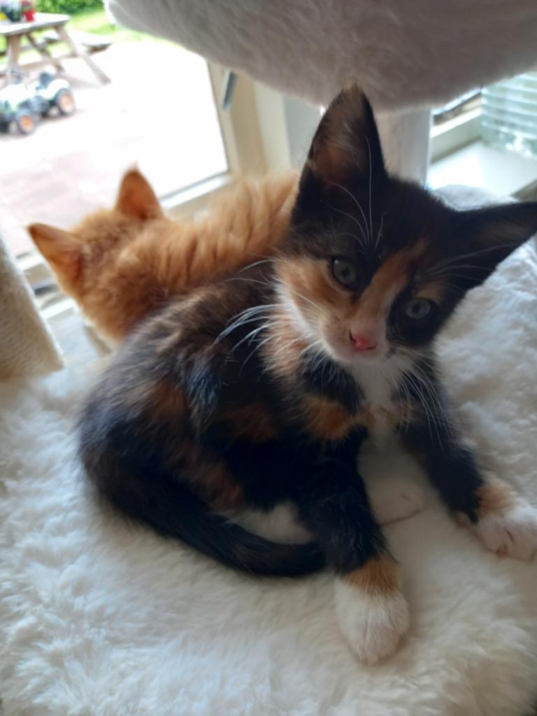 4 kittens, Dieren en Toebehoren, Katten en Kittens | Dekkaters