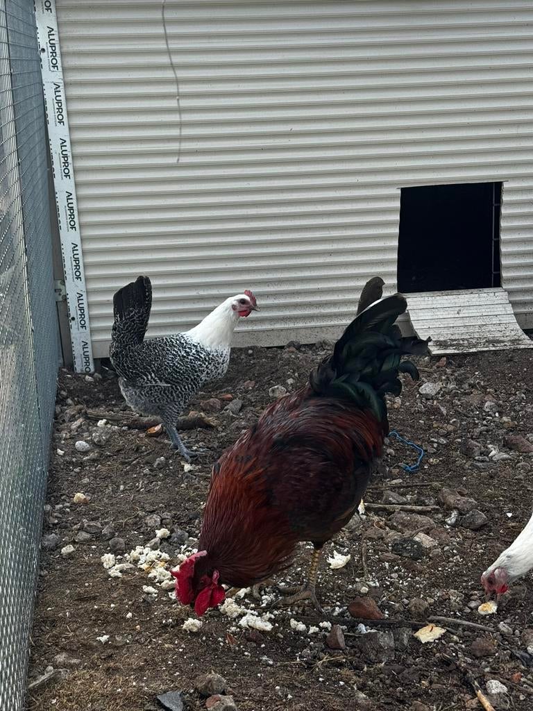 Fayoumi kippen, Dieren en Toebehoren, Pluimvee, Vrouwelijk, Kip