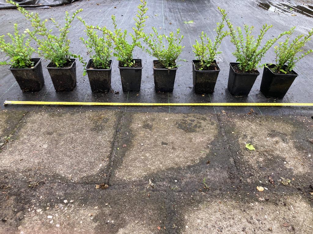 Lonicera nitida Elegant  struikkamperfoelie 20-30 cm ., Ophalen, Overige soorten, Volle zon