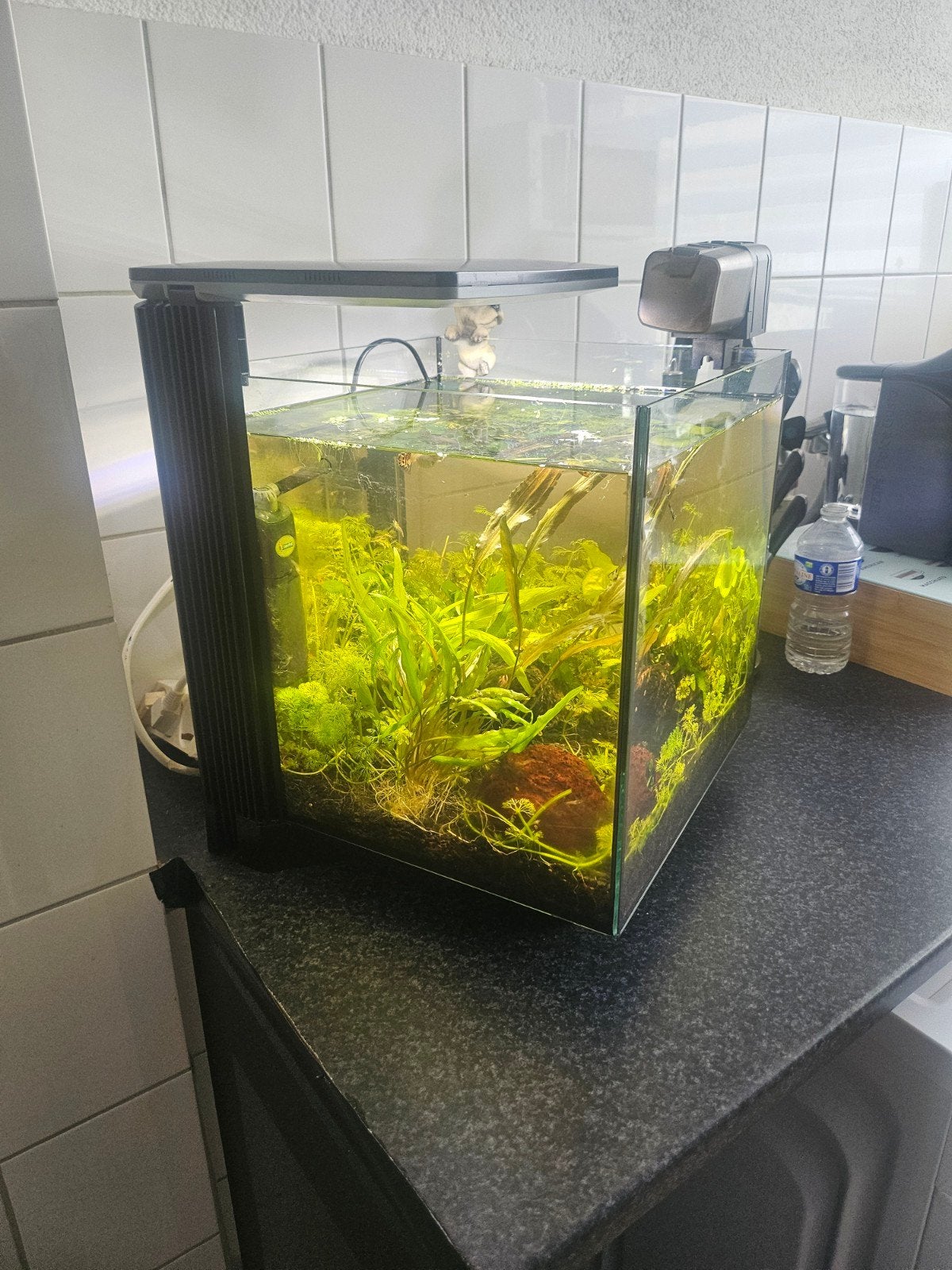super fish aquarium compleet met vissen planten en garnalen, Superfish, Ophalen, Inclusief deksel, Gevuld zoetwateraquarium