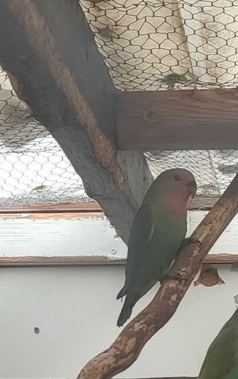 Jonge agapornissen, Dieren en Toebehoren, Geslacht onbekend, Tam