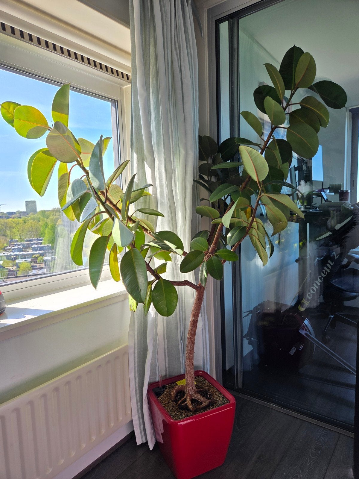 Grote Ficus Elastica 2m met zelfwatergevende pot, Ophalen