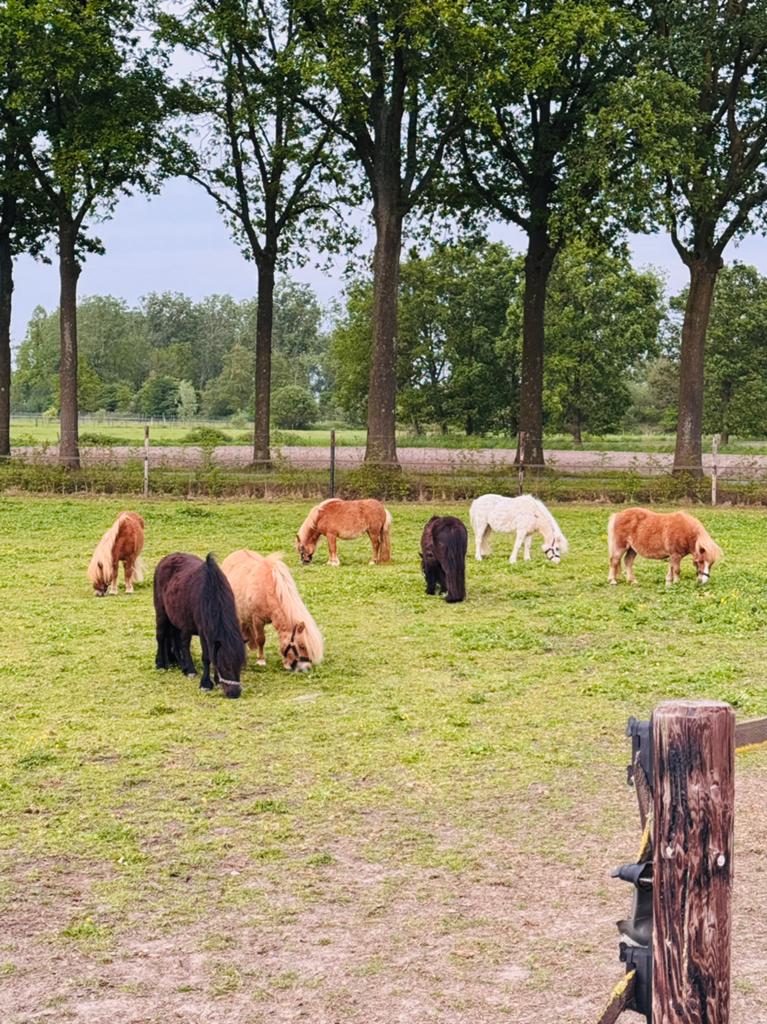 💖🩵💝Prachtige mini maats stamboek pony’s 💖🩵💝, Dieren en Toebehoren, Pony's, Met stamboom, Ruin, A pony (tot 1.17m), 7 tot 10 jaar