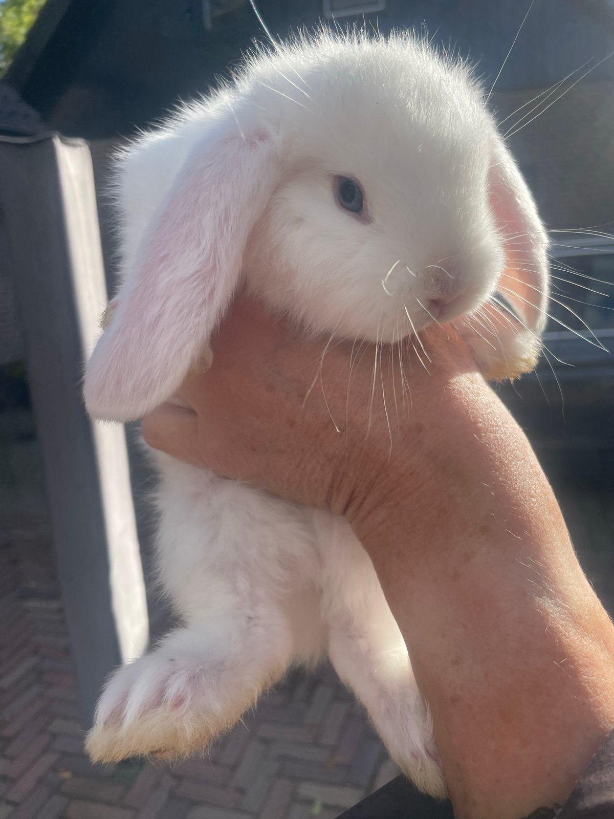 Lieve Franse hangoor voedster beschikbaar, Dieren en Toebehoren, Vrouwelijk, Groot, Hangoor, 0 tot 2 jaar