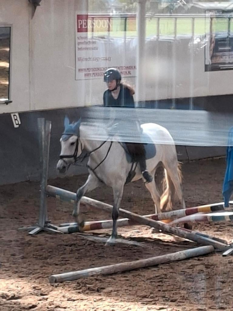 Bijrijdpaardje gezocht, Dieren en Toebehoren, Ophalen