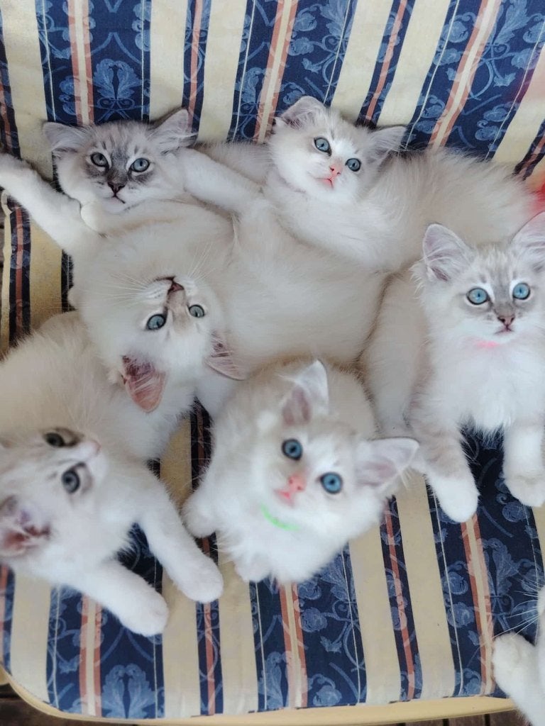 Ragdoll Kittens Met Stamboom, Dieren en Toebehoren, Katten en Kittens | Raskatten | Langhaar, Meerdere dieren, Met stamboom, 0 tot 2 jaar